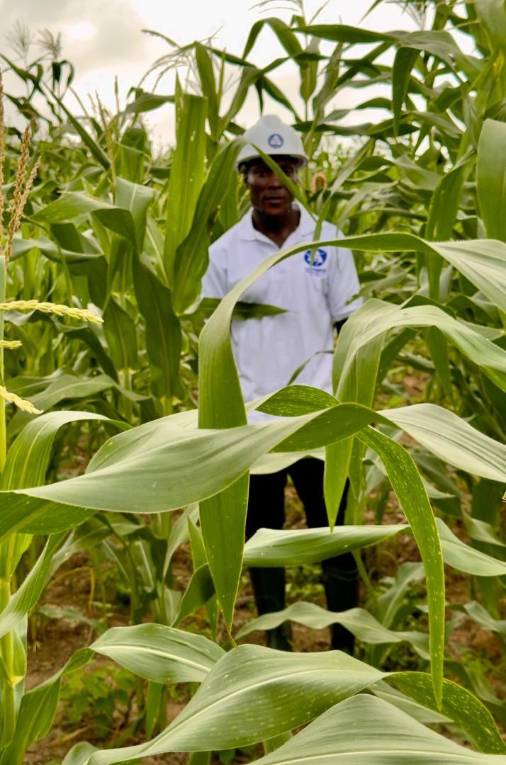 Germisa Farms team member in a maize field